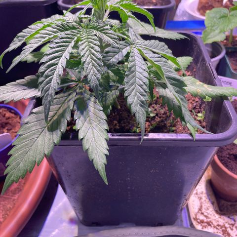 Rucu Cucu  growlog photo: Vor Topping