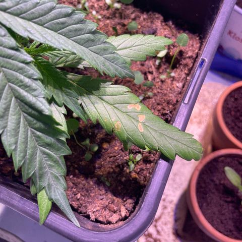 Rucu Cucu  growlog timeline photo