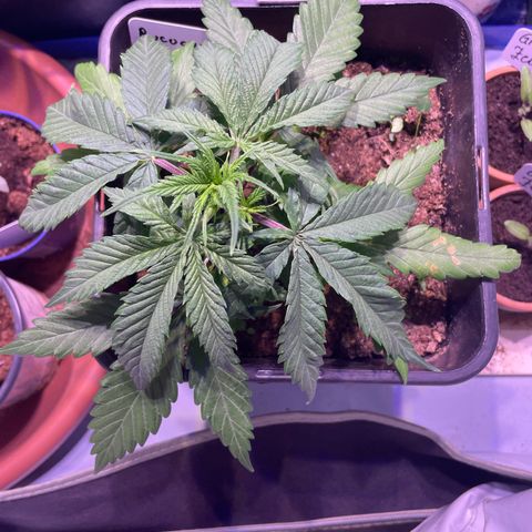 Rucu Cucu  growlog timeline photo