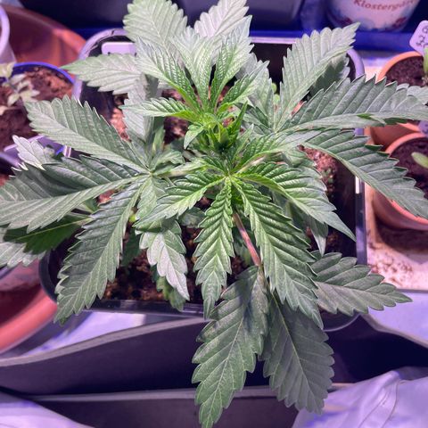 Purple Lemonade FF growlog photo: Vor Topping 