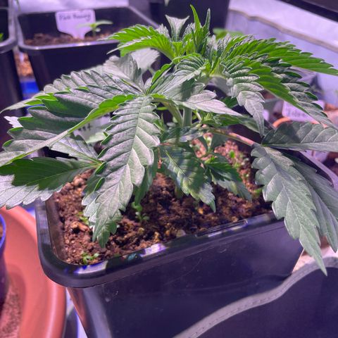 Purple Lemonade FF growlog photo: Vor Topping 