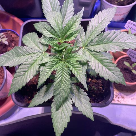 Mochalope growlog photo: Vor Topping 
