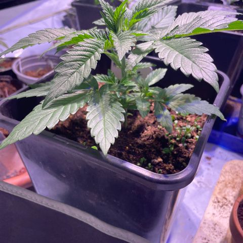 Mochalope growlog photo: Vor Topping 
