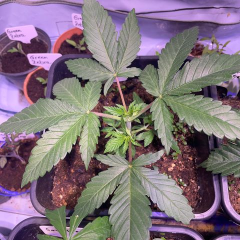 Mochalope growlog photo: Nach Topping 