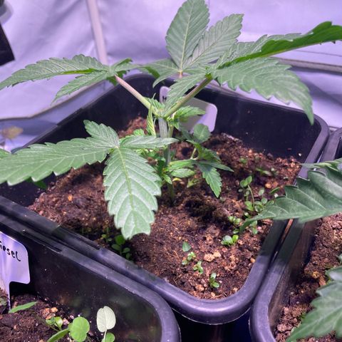 Mochalope growlog photo: Nach Topping 