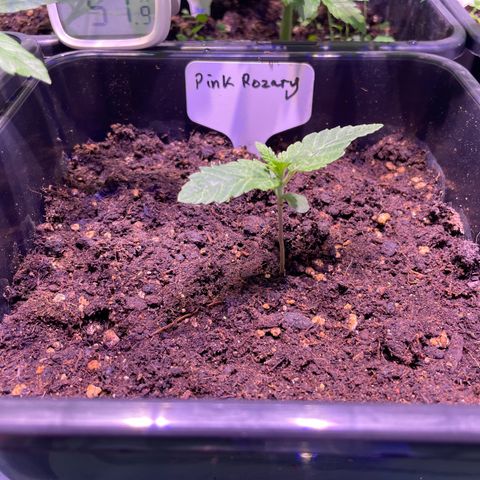 Pink Rozay growlog timeline photo