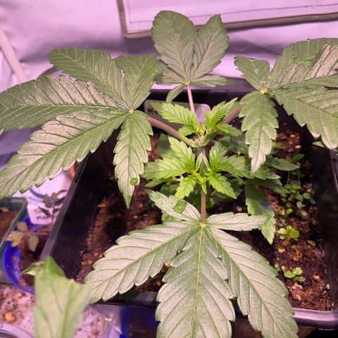 Mochalope growlog timeline photo
