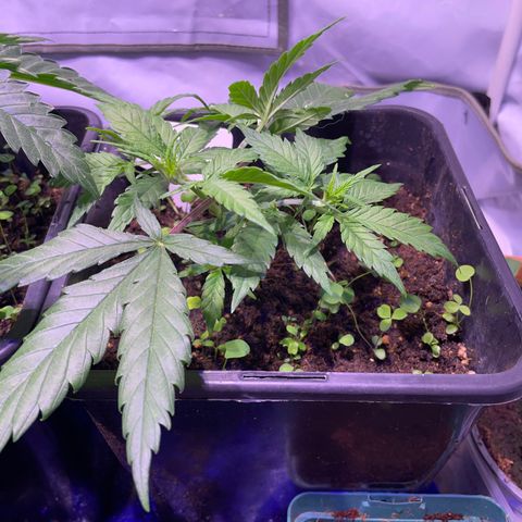 Rucu Cucu  growlog timeline photo