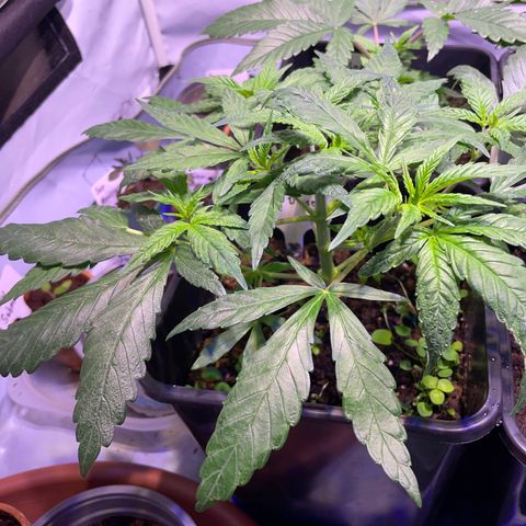 Sour Diesel growlog timeline photo