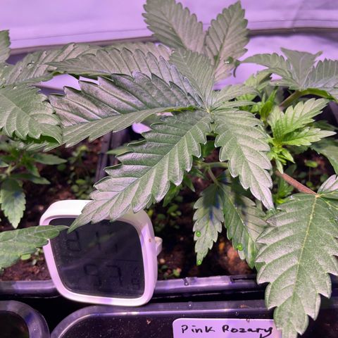 Purple Lemonade FF growlog timeline photo