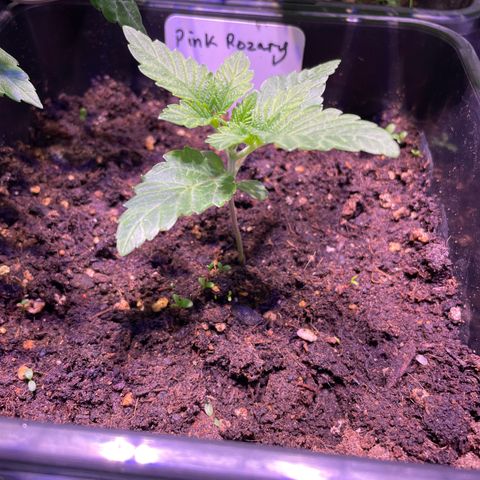 Pink Rozay growlog timeline photo