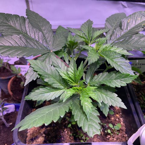 Mochalope growlog timeline photo