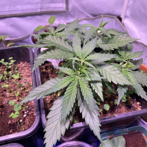 Rucu Cucu  growlog timeline photo