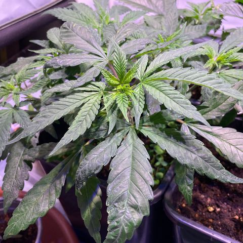 Sour Diesel growlog timeline photo