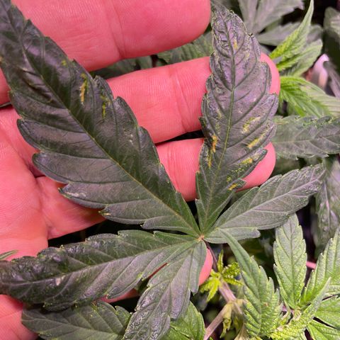Sour Diesel growlog timeline photo