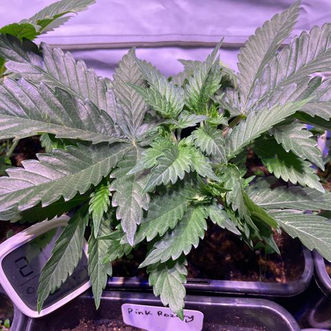 Purple Lemonade FF growlog timeline photo