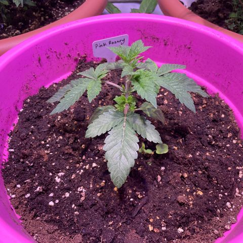 Pink Rozay growlog timeline photo