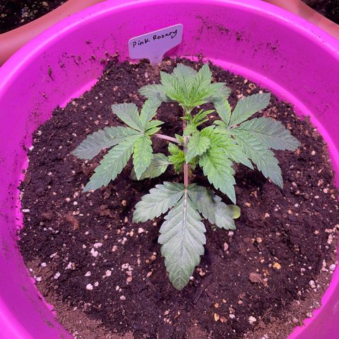 Pink Rozay growlog timeline photo