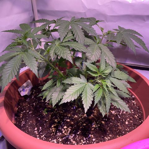Mochalope growlog timeline photo