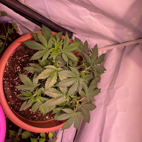 Mochalope growlog timeline photo