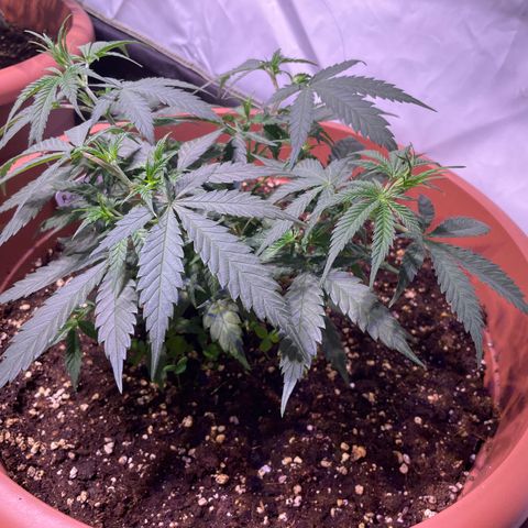 Rucu Cucu  growlog timeline photo