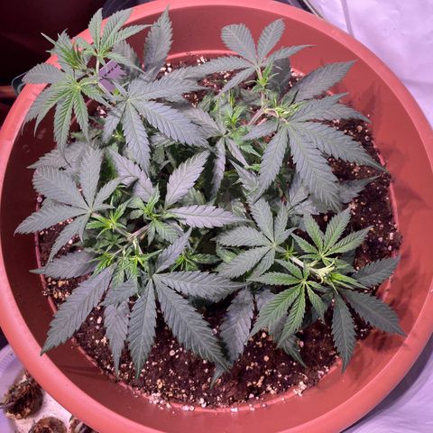Rucu Cucu  growlog timeline photo