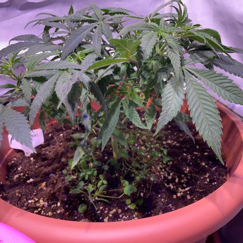 Sour Diesel growlog timeline photo