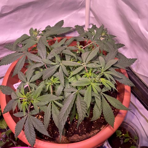 Sour Diesel growlog timeline photo