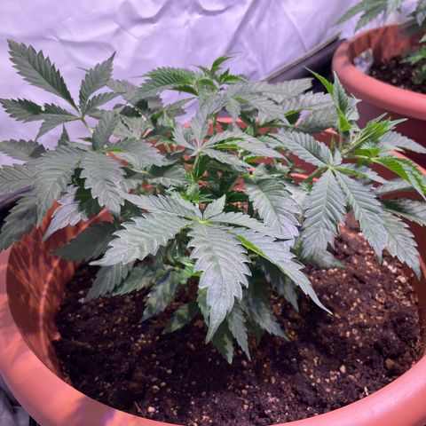 Purple Lemonade FF growlog timeline photo