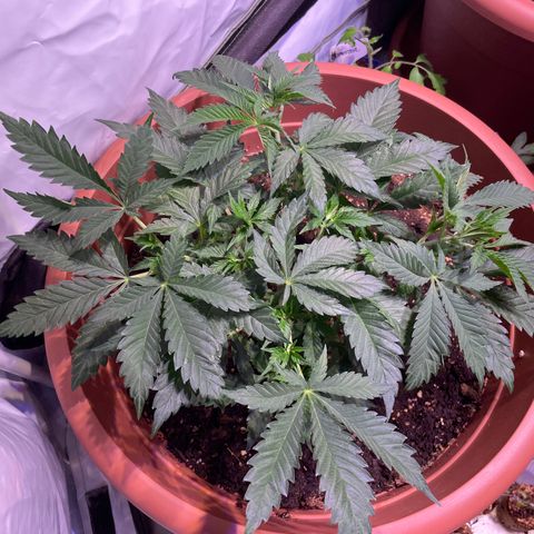 Purple Lemonade FF growlog timeline photo