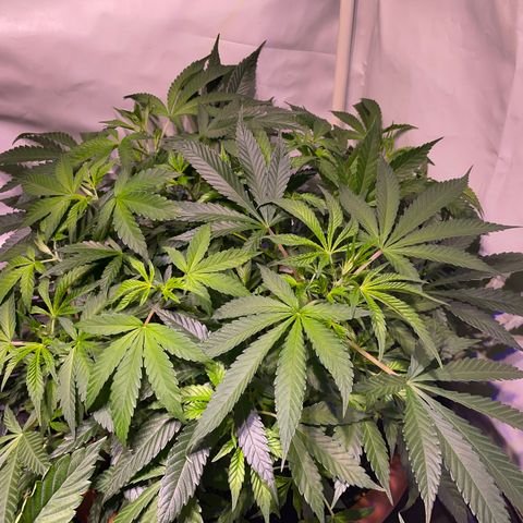Sour Diesel growlog timeline photo