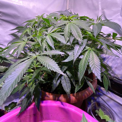 Sour Diesel growlog timeline photo