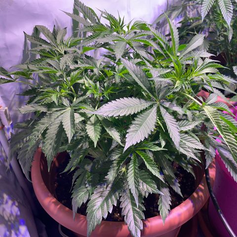 Purple Lemonade FF growlog timeline photo
