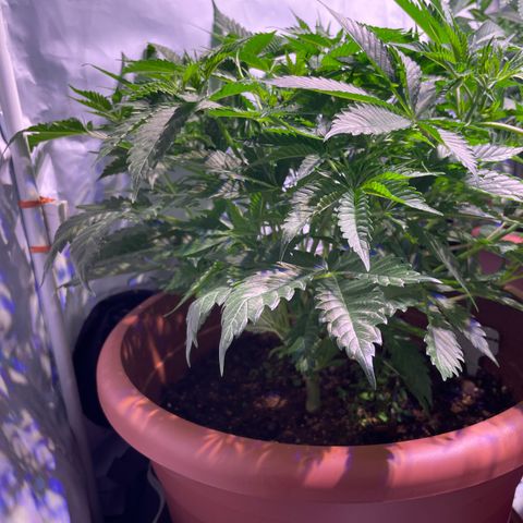Purple Lemonade FF growlog timeline photo