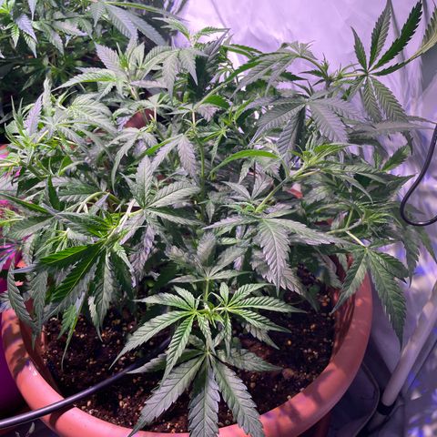 Rucu Cucu  growlog timeline photo