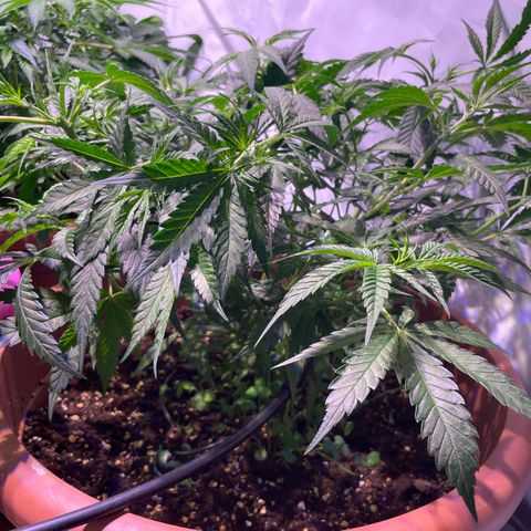 Rucu Cucu  growlog timeline photo