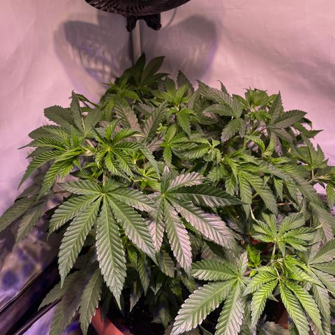 Mochalope growlog timeline photo