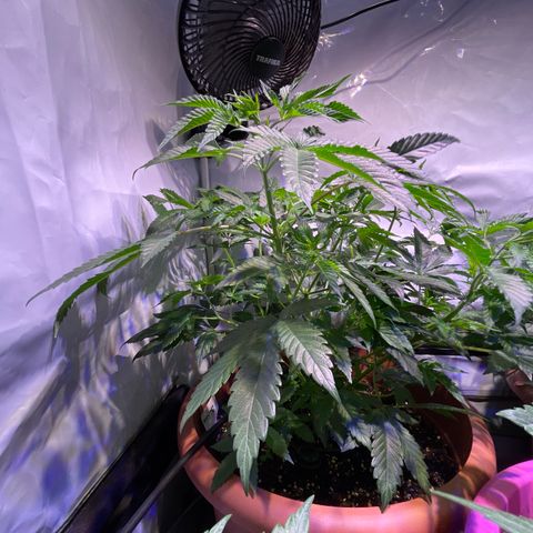 Mochalope growlog timeline photo