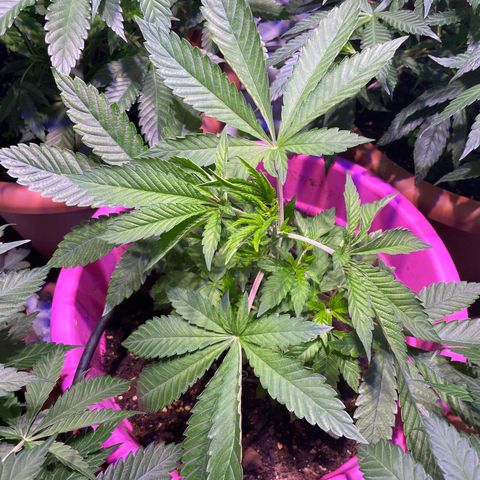 Pink Rozay growlog timeline photo