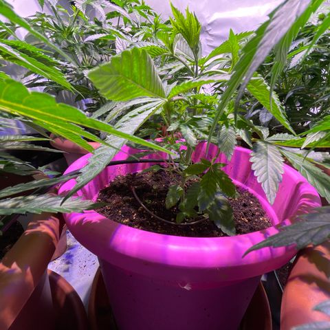 Pink Rozay growlog timeline photo
