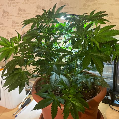 Mochalope growlog photo: Vor Laubschnitt