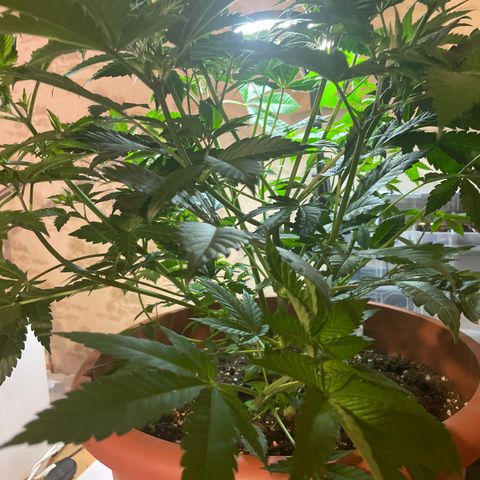 Mochalope growlog photo: Vor Laubschnitt