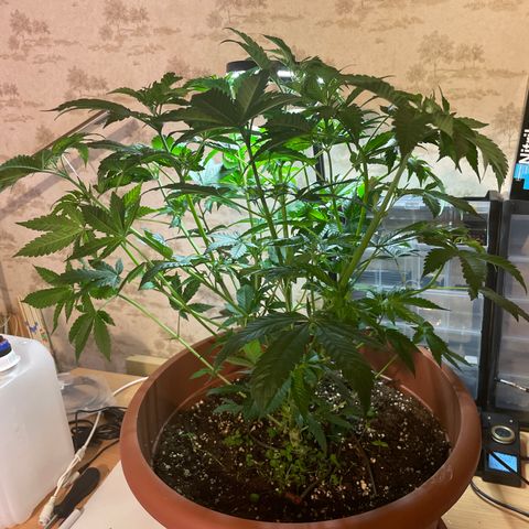 Mochalope growlog photo: Nach Laubschnitt