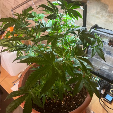 Mochalope growlog photo: Nach Laubschnitt