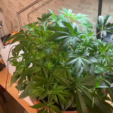 Purple Lemonade FF growlog photo: Vor Laubschnitt 