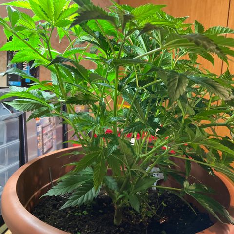 Purple Lemonade FF growlog photo: Vor Laubschnitt 