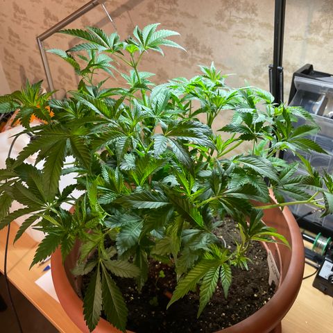 Purple Lemonade FF growlog photo: Nach Laubschnitt 