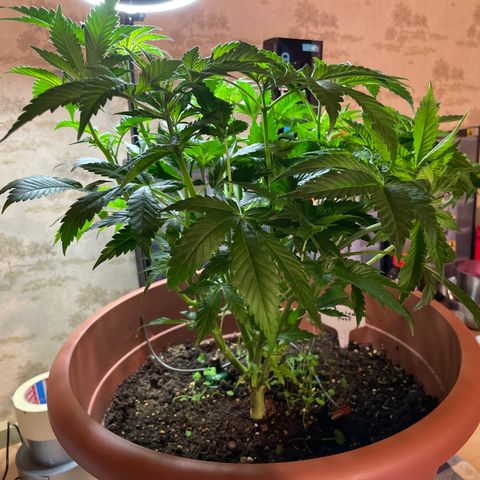 Purple Lemonade FF growlog photo: Nach Laubschnitt 