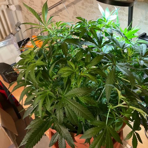 Sour Diesel growlog photo: Vor Laubschnitt 