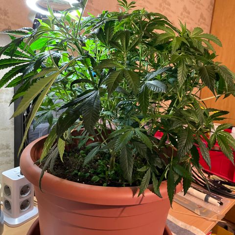 Sour Diesel growlog photo: Vor Laubschnitt 